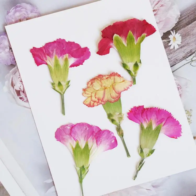 6pcs/4-7cm,Carnation dried flo - Dried Flower Bookmark review and price