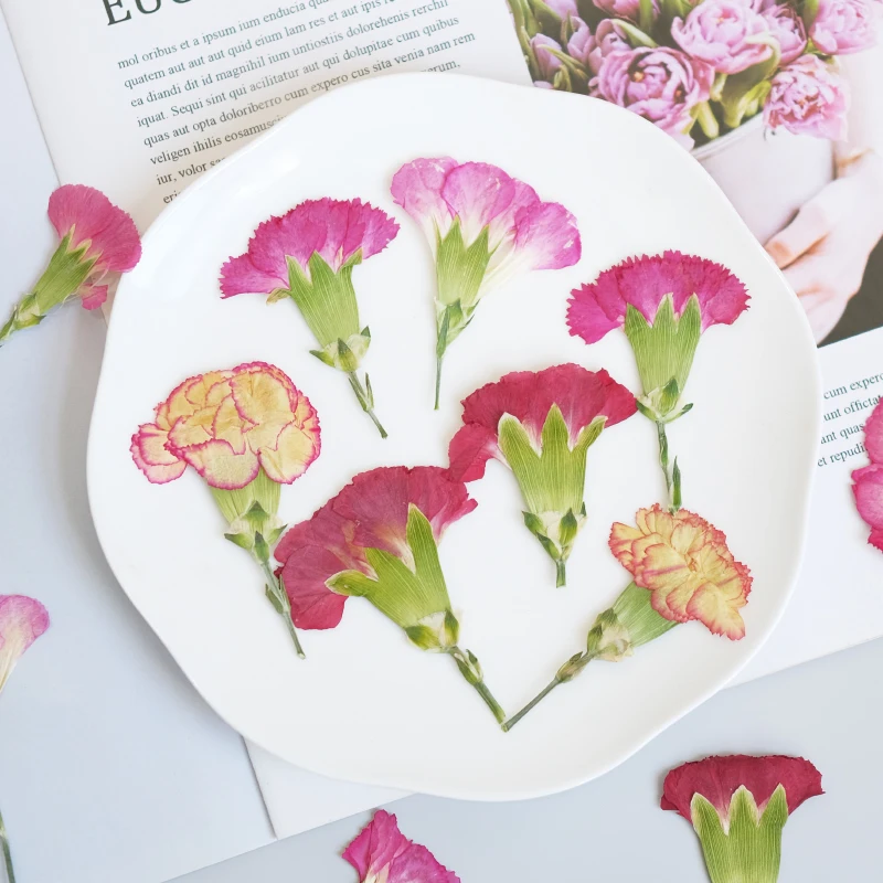 6pcs/4-7cm,Carnation dried flo - Dried Flower Bookmark review and price