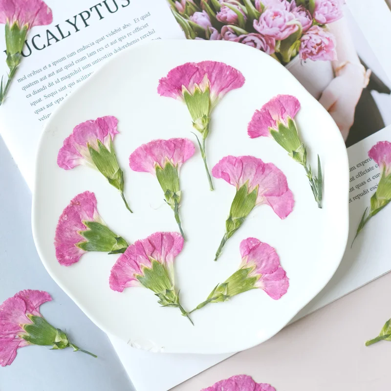 6pcs/4-7cm,Carnation dried flo - Dried Flower Bookmark review and price