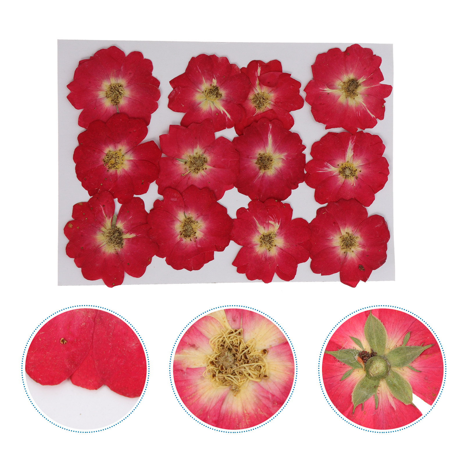 12Pcs Dried Pressed Flowers Na - Pressed Flower Art review and price