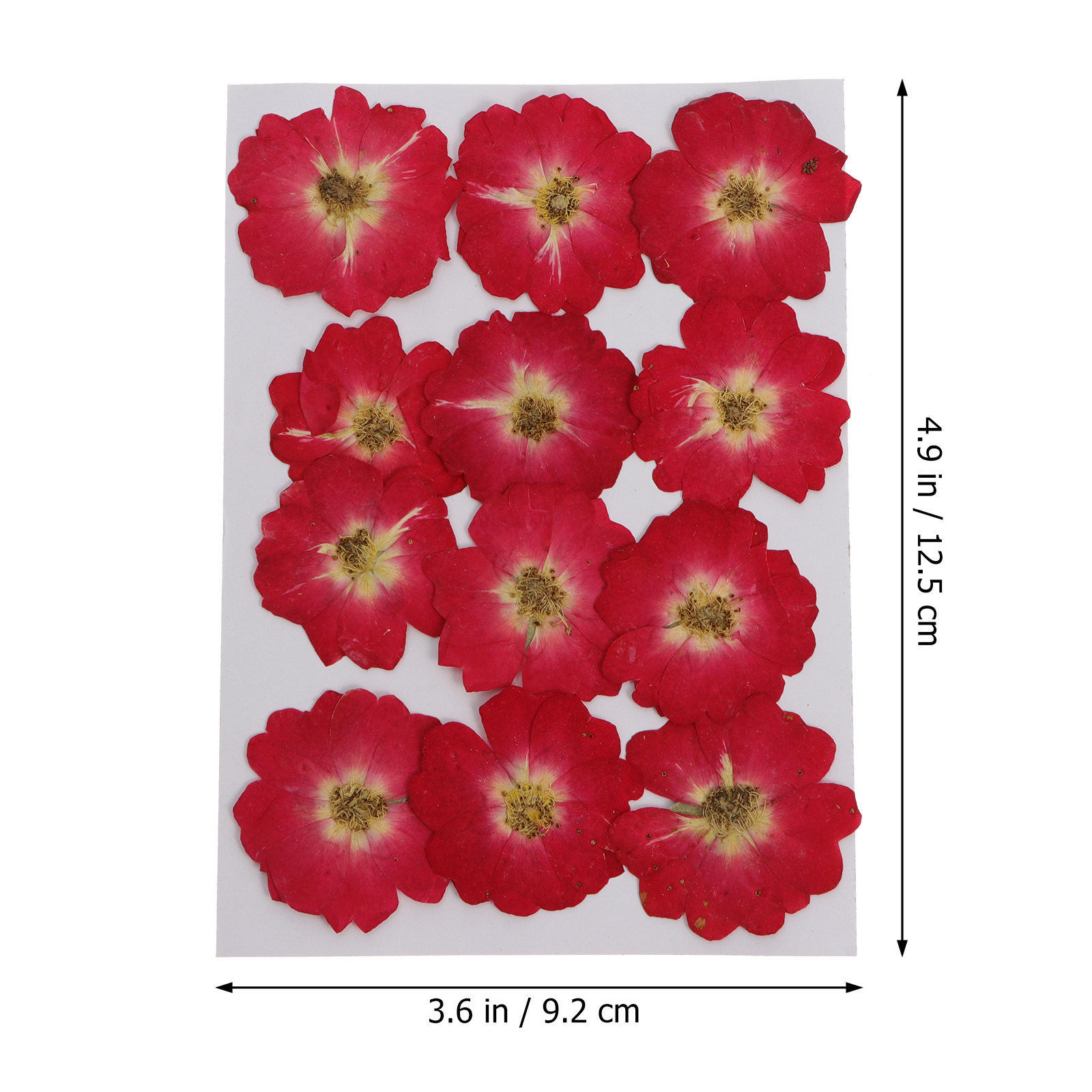 12Pcs Dried Pressed Flowers Na - Pressed Flower Art review and price