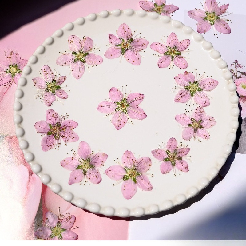 3-4cm./6pcs,Pink Peach Blossom - Dried Flower Bookmark review and price