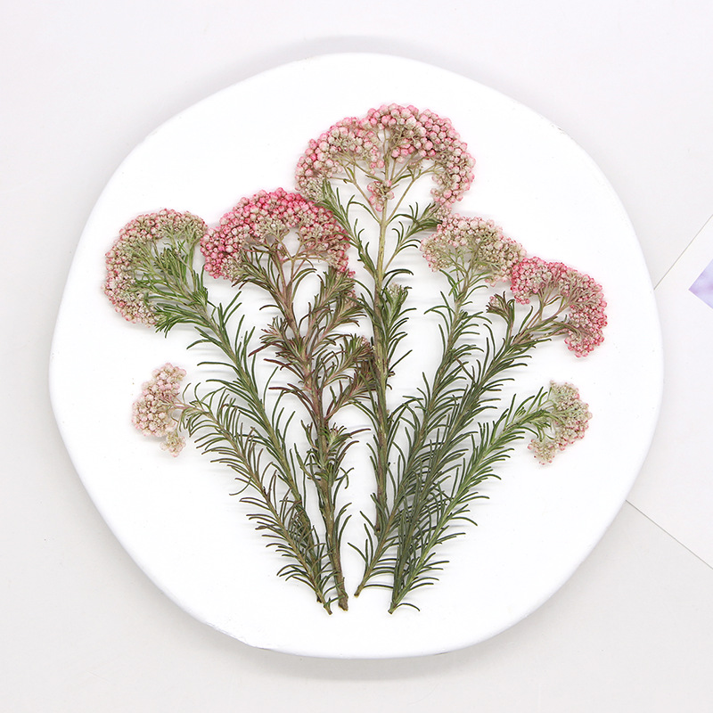 12pcs,Nature Millet flower bra - Dried Flower Bookmark review and price