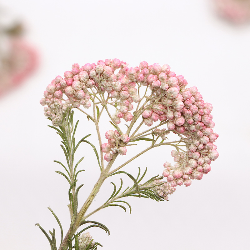12pcs,Nature Millet flower bra - Dried Flower Bookmark review and price