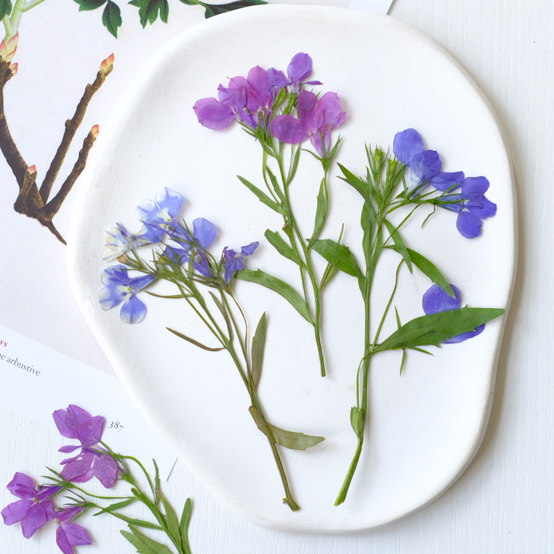 6pcs/8-13cm,nature Lobelia Eri - Dried Flower Bookmark review and price
