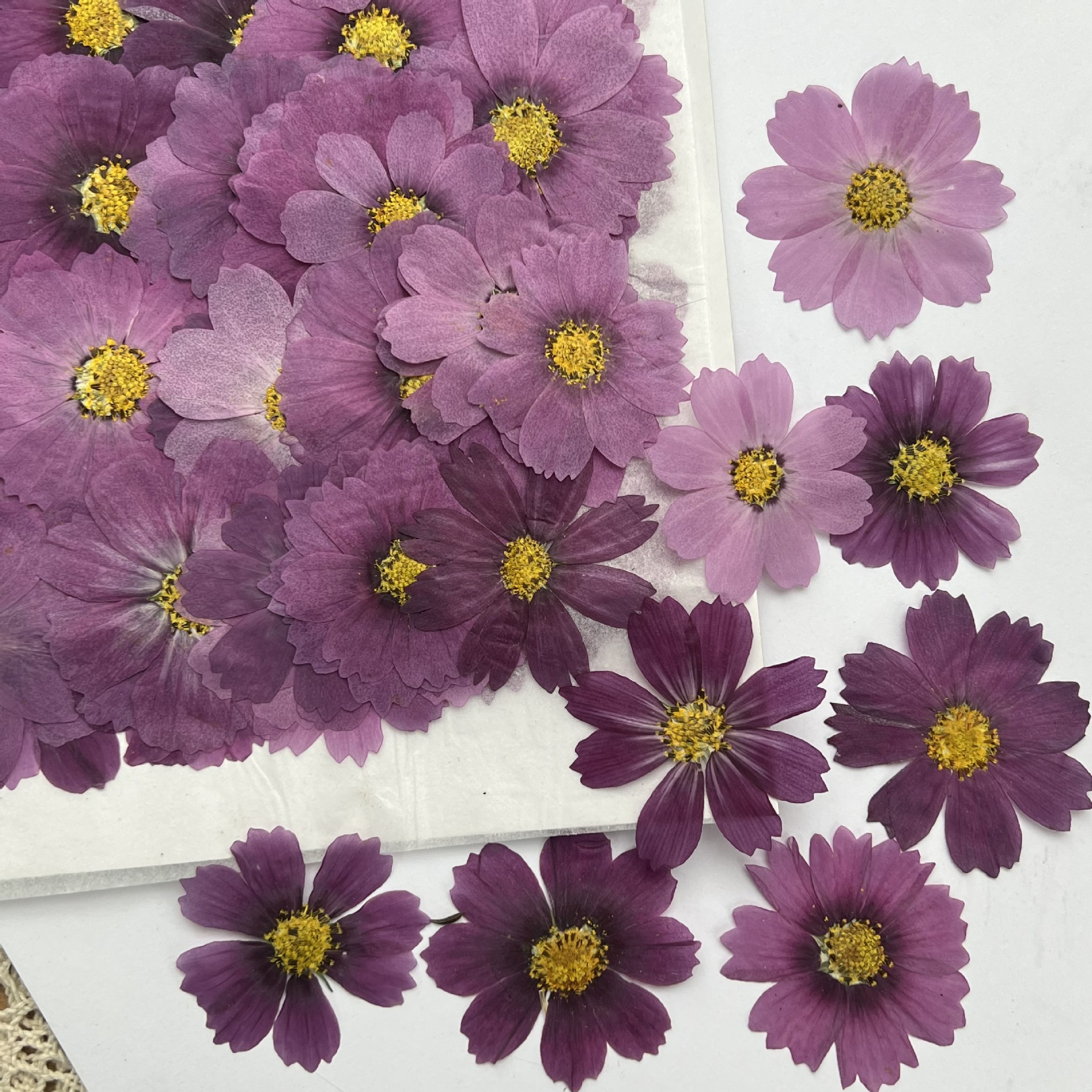 100Pcs Cosmos Dried Flower Pre - Dried Flower Bookmark review and price