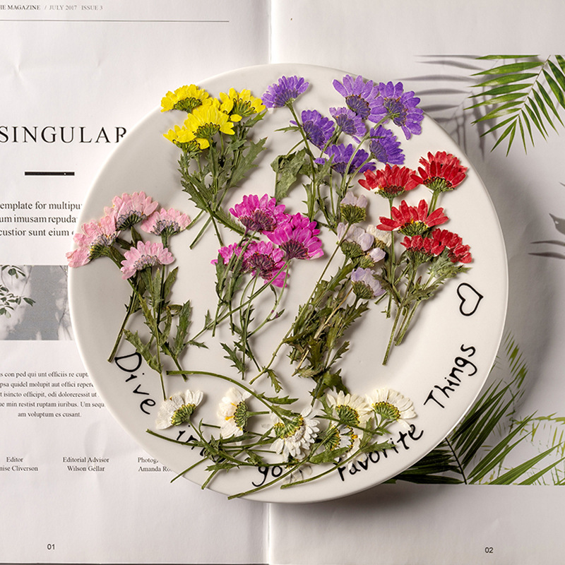 5-8cm/24pcs,Side pressed cryst - Dried Flower Bookmark review and price