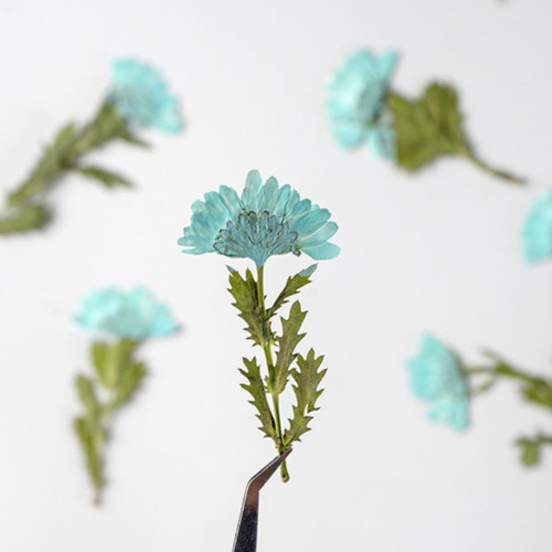 5-8cm/24pcs,Side pressed cryst - Dried Flower Bookmark review and price