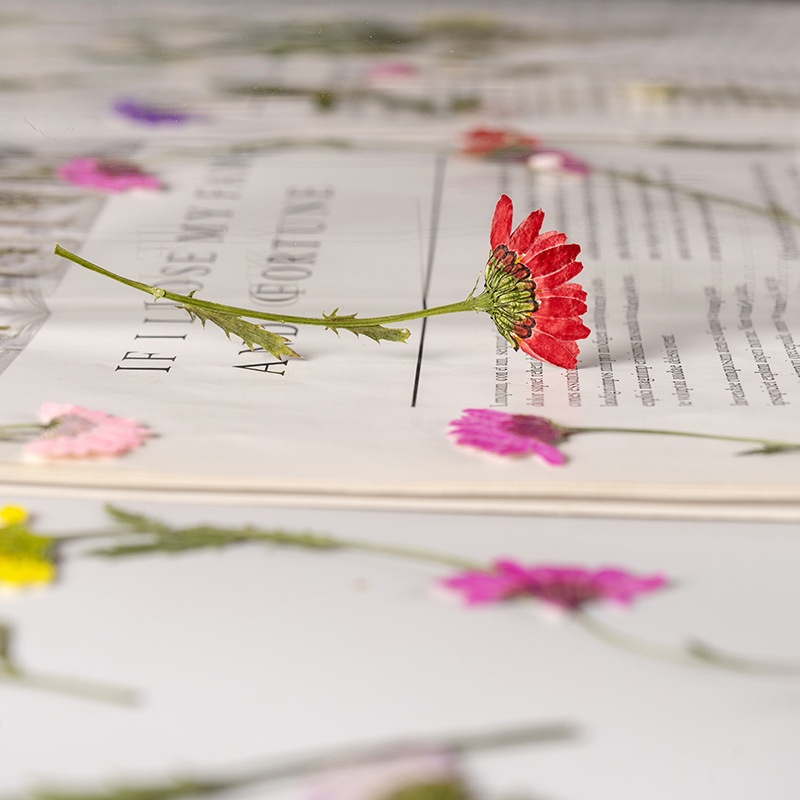 5-8cm/24pcs,Side pressed cryst - Dried Flower Bookmark review and price